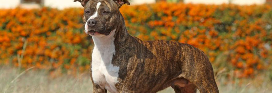 American Staffordshire