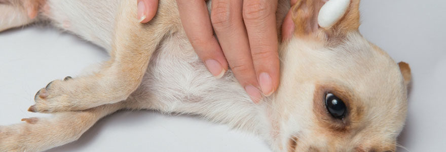 soigner les oreilles de votre chien